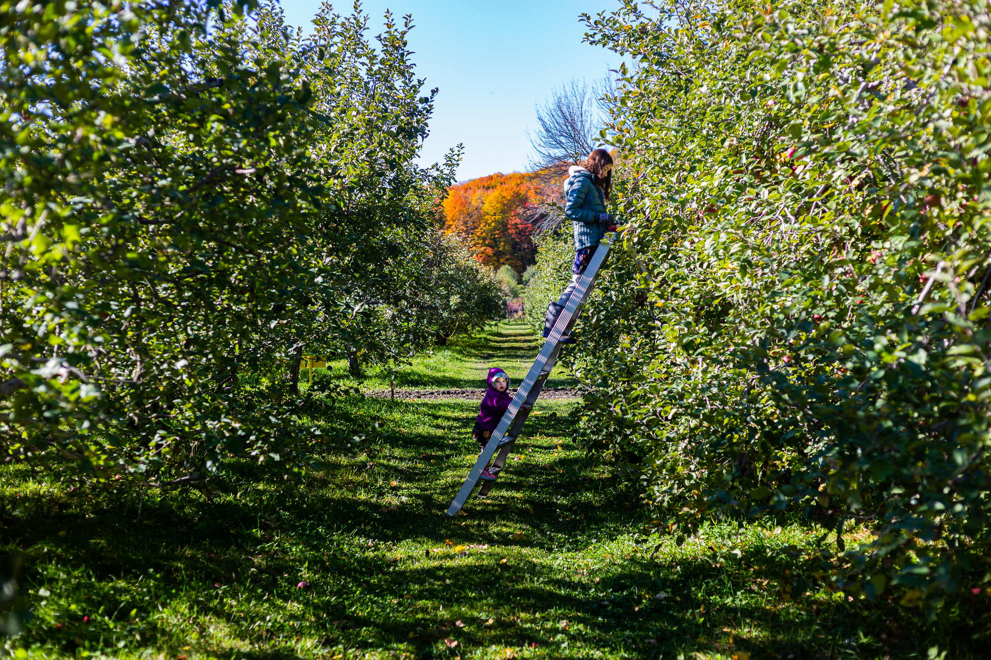 Grande soeur et petite soeur qui cueillent des pommes dans une échelle